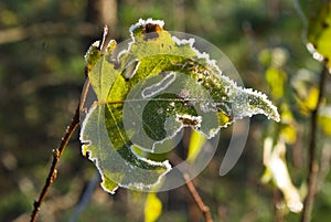 Hoarfrost covered birch leaf