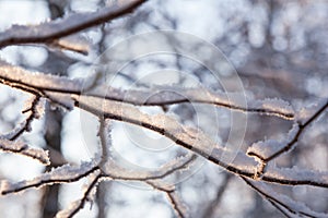 Hoarfrost covered branch