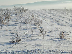 Hoarfrost covered crop field grass and animal tracks
