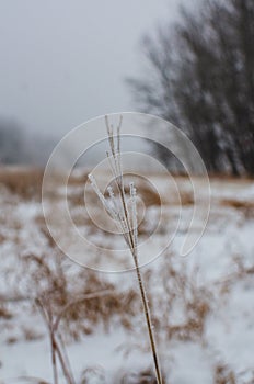 Hoarfrost covered grass at Assiniboine Forest on a cold foggy morning in Winnipeg, Manitoba, Canada