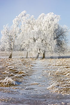 Hoarfrost covered grove