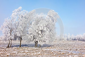 Hoarfrost covered grove