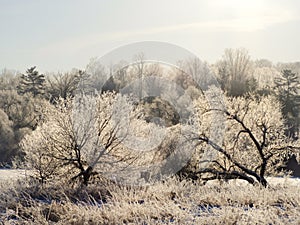 Hoarfrost covered pasture trees backlit by sunlight