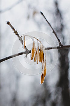 Hoarfrost covered seedling on a tree at Assiniboine Forest on a cold foggy morning in Winnipeg, Manitoba, Canada