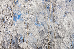 Hoarfrost covered spruce tree