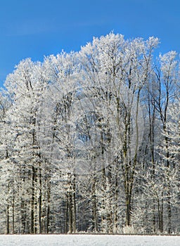 Hoarfrost covered tall forest trees with white crystals