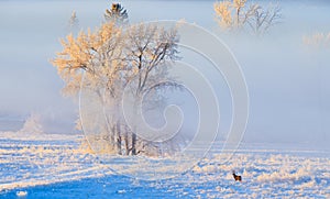 Hoarfrost covered trees in early morning light with a Mule Deer