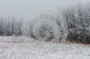 Hoarfrost covered trees on a foggy winter morning at Assiniboine Forest in Winnipeg  Manitoba  Canada