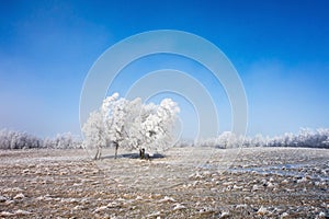 Hoarfrost covered trees