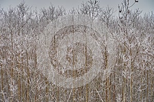 Hoarfrost covered trees a pleasant winter scene