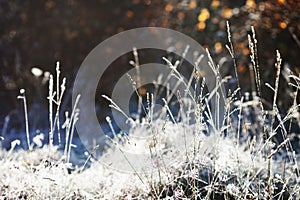 Hoarfrost on dry grass in meadow. Frost covered grass or wild flowers. First frost in autumn countryside meadow. Winter background