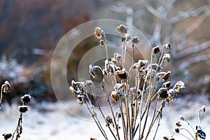 Hoarfrost on faded sunflowers on a frosty, cold day.