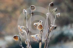 Hoarfrost on faded sunflowers on a frosty, cold day.