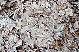 Hoarfrost on fallen leavers