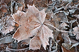 Hoarfrost on fallen leavers