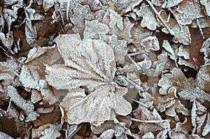 Hoarfrost on fallen leavers