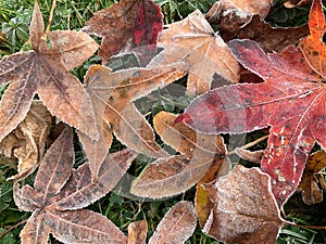 Hoarfrost on fallen leaves.