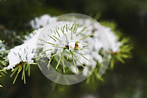 Hoarfrost on fir tree leaves in snowing in winter garden. Frozen spruce with snow flakes background