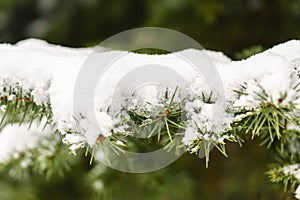 Hoarfrost on fir tree leaves in snowing in winter garden. Frozen spruce with snow flakes background