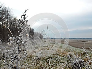 Hoarfrost forest road