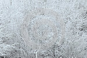 Hoarfrost forming on pine trees and other trees