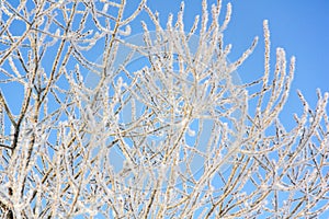 Hoarfrost. Frost. Blue sky.