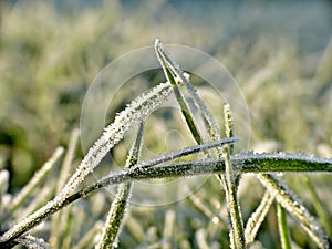 Hoarfrost on grass