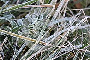 Hoarfrost on grass