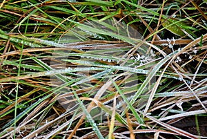 Hoarfrost on grass