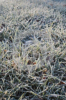 Hoarfrost on grass