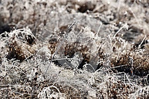 Hoarfrost on grass