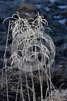 Hoarfrost on grass