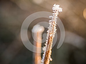 Hoarfrost on grass