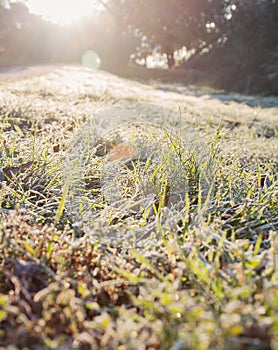 Hoarfrost grass in backlit. Solar flare