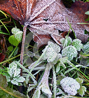 Hoarfrost on a grass and a dry leaf of a maple after morning fro