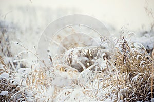 Hoarfrost on grass. Frosted grass at cold winter day, natural background.Dry grass covered with fragile hoarfrost in cold winter d
