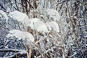 Hoarfrost on grass. Frosted grass at cold winter day, natural background.Dry grass covered with fragile hoarfrost in cold winter d