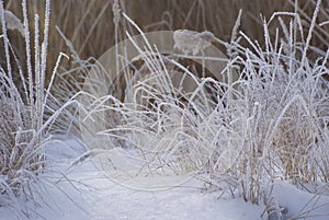 Hoarfrost on the grass in the frosty February morning under the photo