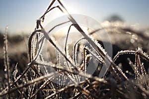 Hoarfrost on grass by the river