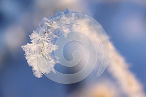 Hoarfrost grass stem