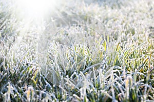 Hoarfrost on the grass under the sun