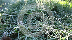 Hoarfrost on the Green Grass. Dolly Shot. Sunshine Morning Rays on the Grass. Concept: Morning Frost, Sudden Cold Snap