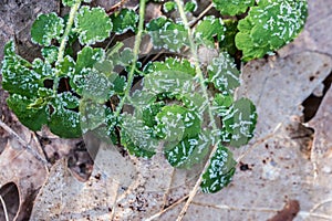 hoarfrost on green leaves selective focus