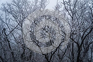 Hoarfrost on a Grove of Trees