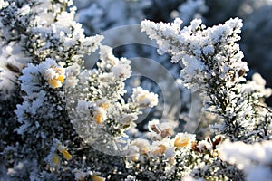 Hoarfrost has covered broom flowers photo