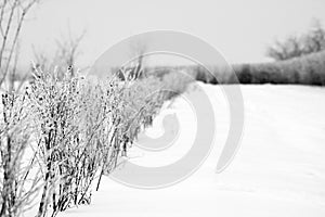 Hoarfrost on the hedge