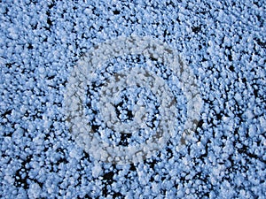 Hoarfrost on the lake