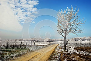 Hoarfrost landscape