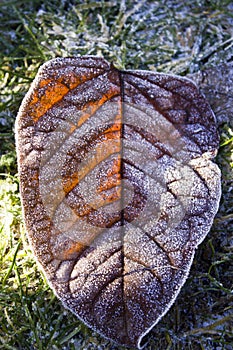 Hoarfrost leaf