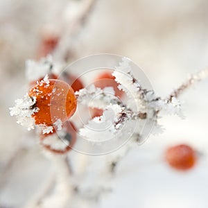 Hoarfrost on leaves